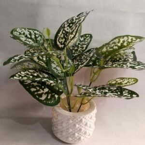 Mini Green Money Plant