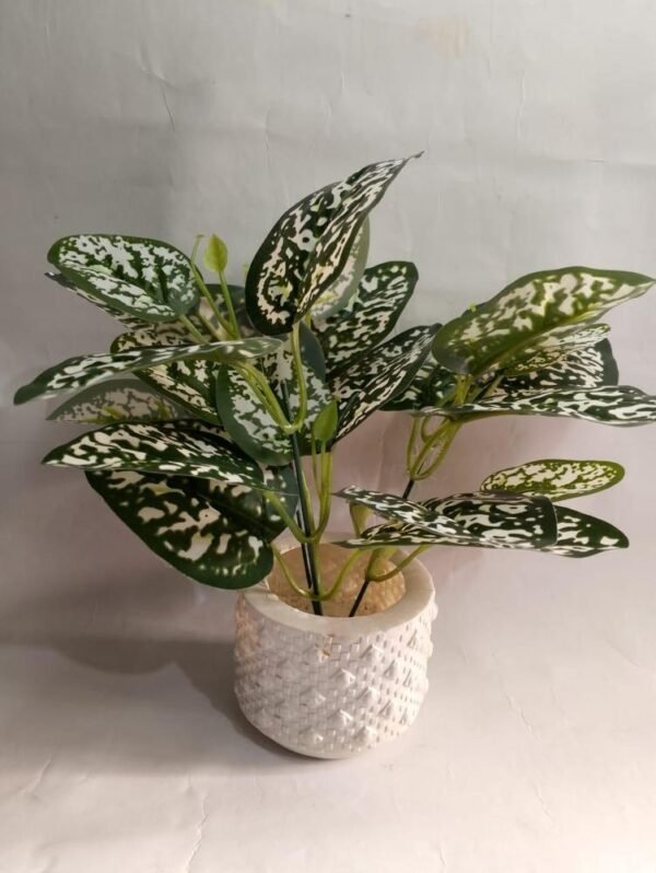 Mini Green Money Plant