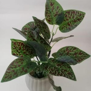 Money Plant