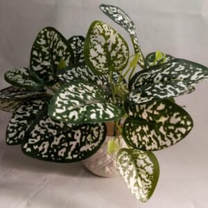 Mini Green Money Plant