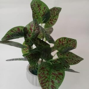 Money Plant
